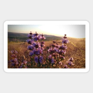 Purple Prairie Flower Sunset Sticker